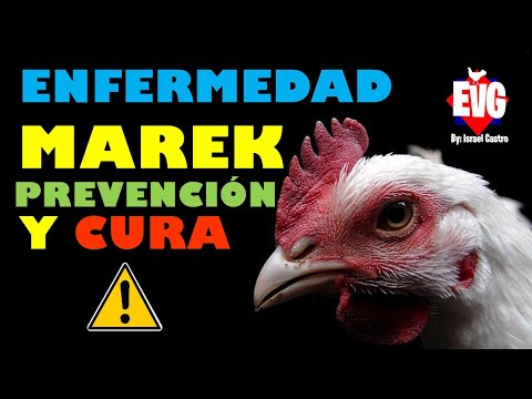 , title : 'Cómo Prevenir el Marek en Nuestras Aves'