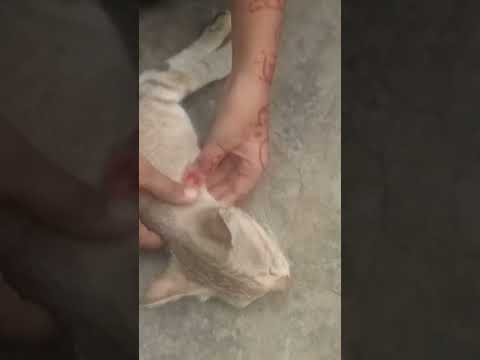 The cat 😺#Abdul Alim