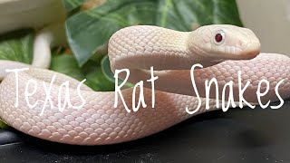 Species Spotlight- Texas Rat Snakes/ Western Rat Snakes...It’s Complicated