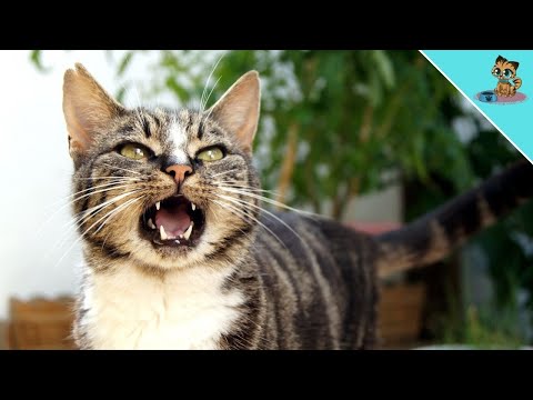 Do Cats Like When We Talk To Them?