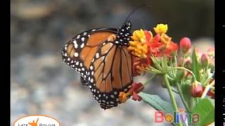 preview picture of video 'Áreas Protegidas de Bolivia - Parque Cotapata'