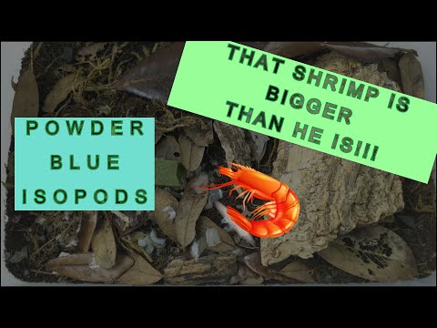 TimeLapse Tuesday - Isopod Insomnia - Feeding