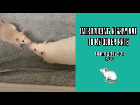 How To Introduce Rats To Each Other (part 2)