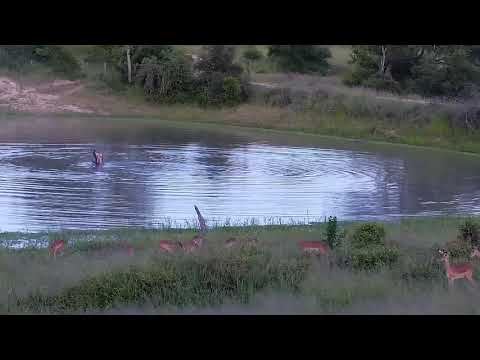 Djuma: Impalas and Hippo - 18:35 - 01/19/22