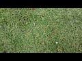Grass Is Epic