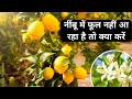 What To Do If Lemon Is Not Flowering What To Do If Lemon Is Not Flowering