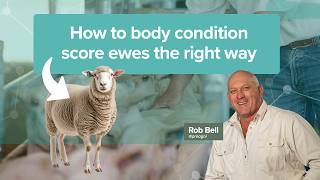 How to body condition score ewes the right way