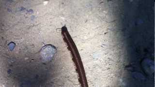 preview picture of video 'A Millipede in Chitwan, Nepal'