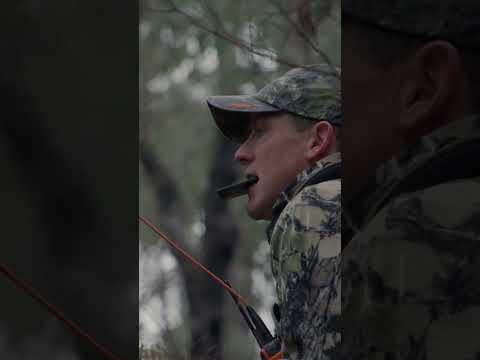 The dogs are getting excited!