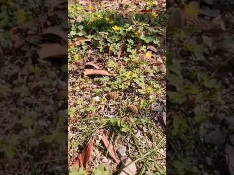 蝶を庭に引き寄せる理由と方法を知りたいですか？生物学的連鎖におけるそれらの役割は何ですか?  庭園