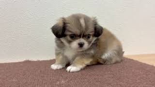 ハーフ犬の動画01