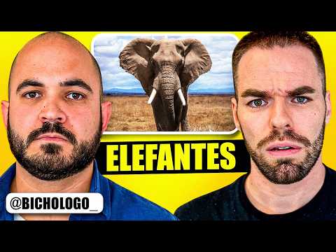 ELEFANTES🐘 | Cosas que sólo un EXPERTO sabe - Jaime Galán