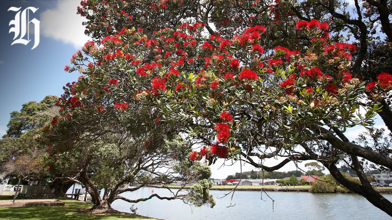 Your Christmas weather outlook with Heather Keats | Herald NOW