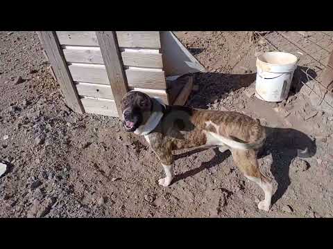 Un vecino de Tuineje mantiene a 2 perros atados y en estado de desnutrición!!!!