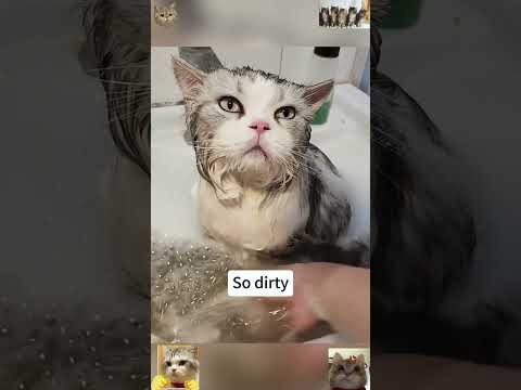 Funny cat video funny animals videos pets funny #funnycat #funnyanimals #cutecat #cats #funnypets