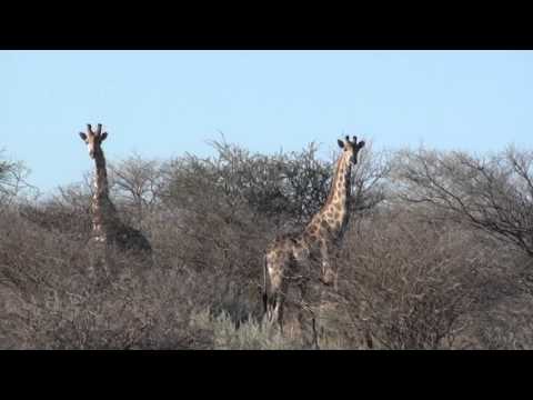 Giraffen auf der Jagd und Gästefarm Ondombo in Namibia