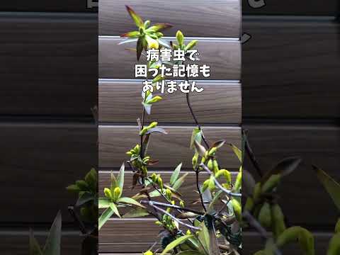 園芸 四季折々のジャスミン