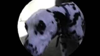 POOH Fammi fermare il tempo VIDEO