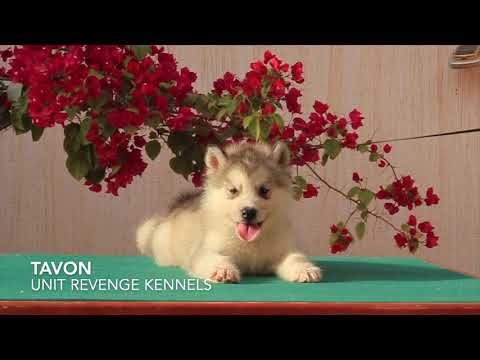 Tavon Unit Revenge | تافون مالميوت