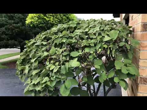 Ken de dyker vs clement deSalle