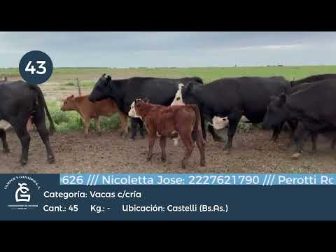 Lote VC CC -Castelli Bs AS