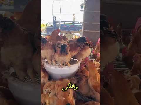عبقرية المزارعين! نظام يربي الدجاج والأسماك معًا! #الدجاج #الأسماك #تربية_الدواجن #viral #shorts