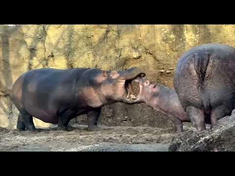 Baby Hippo Fritz Acting Big After Running to Mom from Fiona - Cincinnati Zoo