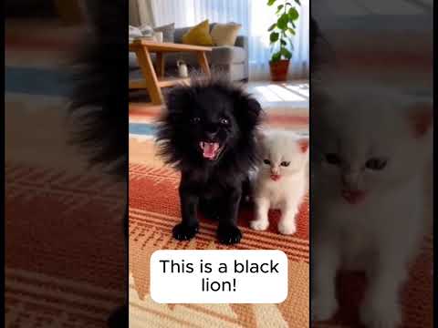 My kitten found a miniature black lion in a snowstorm