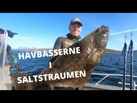 SALTSTRAUMEN NORWAY,  SPEARFISHING