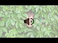 Sneaking in a bush - Sound Effect