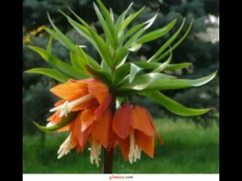 Phir koyi muskuraya, phir ek phool khila.. Mukesh