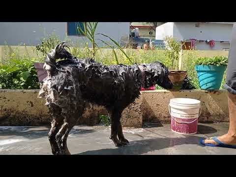 भोटिया कुत्तों को नहलाने का तरीका।। How to give a bath to Bhotiya Dog।। Bath Time with Vedanshi🤩।।