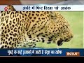 Leopard spotted in a residential area in Thane, creates panic