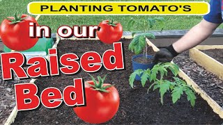 Planting Tomatoes in Raised Beds 🍅 Cherry Brandywine Roma