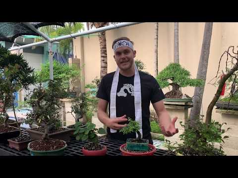 Bonsai Monthly Q&A - October 2019 (15K Subscribers!)