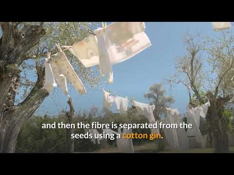 How is the Cotton plant turned into Clothes