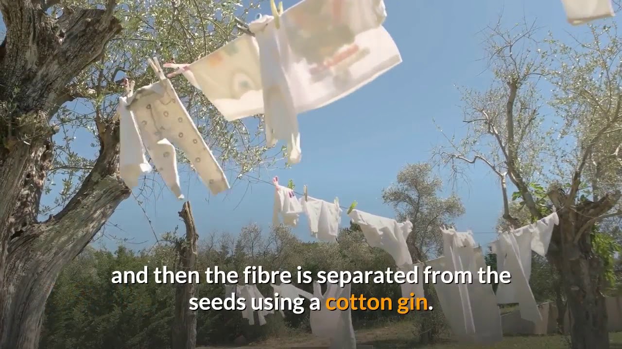 How is the Cotton plant turned into Clothes