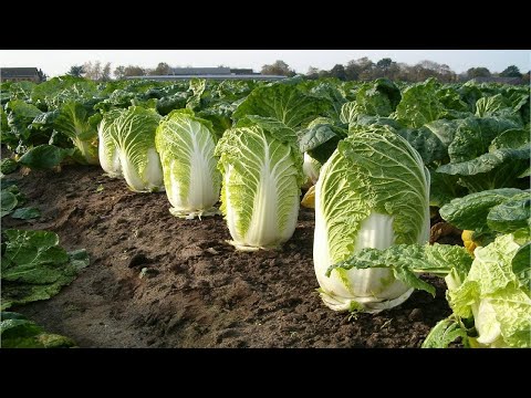 Amazing Cabbage Farming - Japanese Cabbage Farm Harvest - Moderm Farming Agriculture