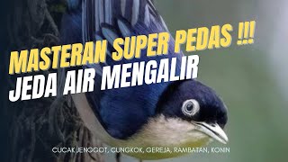 Download lagu Masteran Kasar Cucak Jenggot Gacor Cucak Cungkok Gereja Tarung Rambatan Doraemon Konin pedas mp3