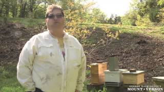 Honey Bees at Mount Vernon