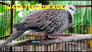 Download lagu 'Mysterious Secrets of Burung Derkuku Tekukur Kuk 5' Suara burung derkuku tekukur kuk 5 mp3 Download lagu 'Mysterious Secrets of Burung Derkuku Tekukur Kuk 5' Suara burung derkuku tekukur kuk 5 mp3