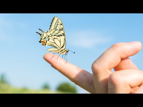 Swallowtail Butterfly ～あいのうた～ - YEN TOWN BAND（フル） Video