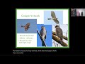 Birding Series Raptor ID