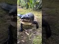 My man’s a genius! #alligator #survival #tree #run
