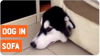 Dog makes a big mistake