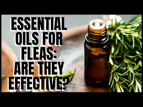 Essential Oils for Fleas: Are They Effective?