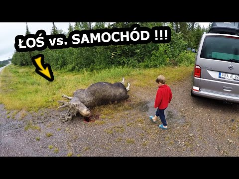 , title : 'Ten Łoś Wpadł pod Samochód !!! - Uważajcie na drogach w Szwecji !!! * Wracamy do Polski (Vlog #594)'