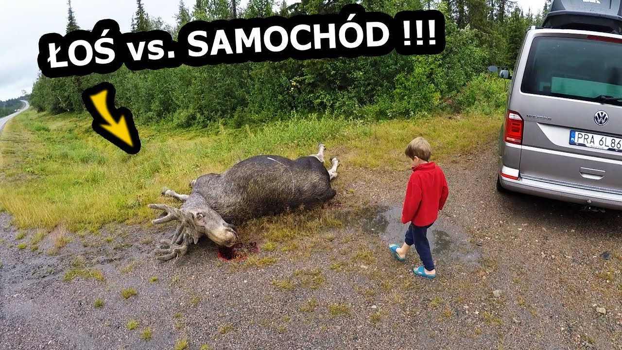 Watch Ten Łoś Wpadł pod Samochód !!! - Uważajcie na drogach w Szwecji !!! * Wracamy do Polski (Vlog #594) now Ten Łoś Wpadł pod Samochód !!! - Uważajcie na drogach w Szwecji !!! * Wracamy do Polski (Vlog #594)