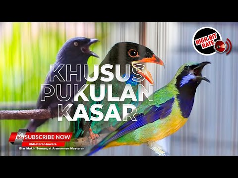 🔴 Saling Nembak Greja Tarung Cucak Cungkok Gacor vs Srigunting Abu Abu❗️