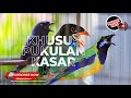 Saling Nembak Greja Tarung Cucak Cungkok Gacor Vs Srigunting Abu Abu ️